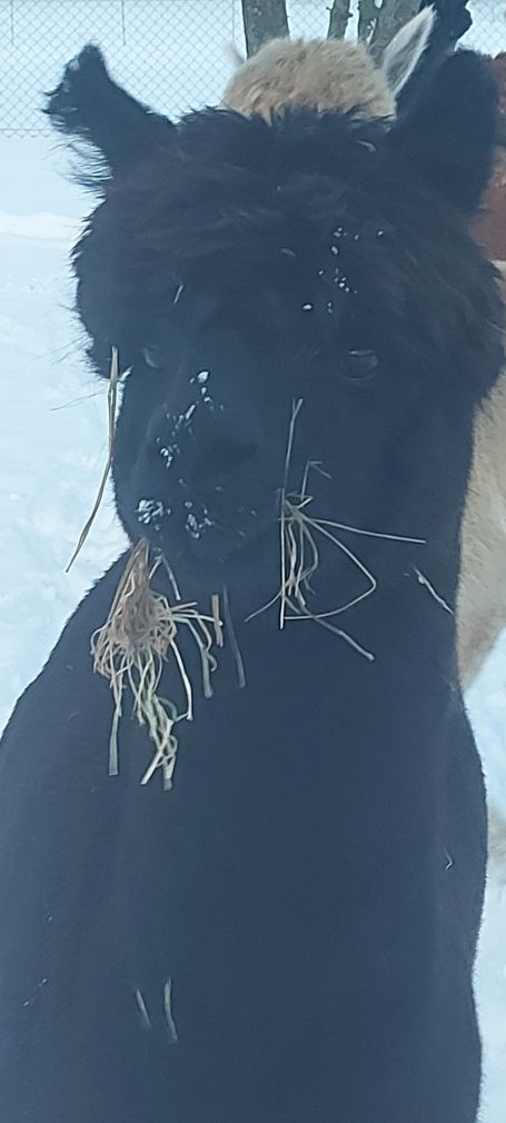 Blacky